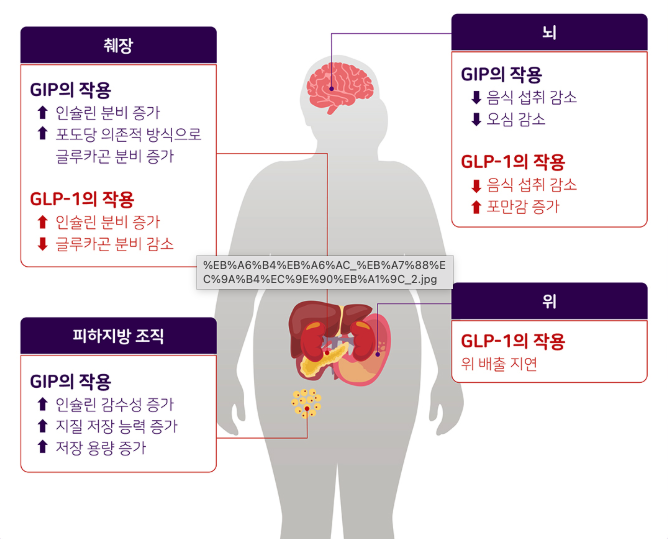 GIP 및 GLP-1의 작용 기전 - 인체 실루엣과 뇌, 위, 췌장, 피하지방 조직을 연결하는 도해